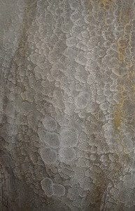 RL 0036